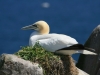 gannet-on-greater-saltee-island