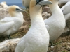 gannets-on-greater-saltee-island