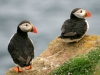 puffins-on-greater-saltee-island-2