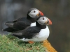 puffins-on-greater-saltee-island